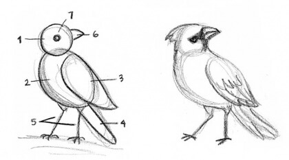 How to Draw Birds - Kid Can Doodle